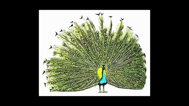 ? 13 фактов о павлинах / Animal Jam ? смотреть онлайн