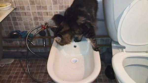 Кот мейн-кун ходит в туалет в биде www.goodluck4.blogspot.ru