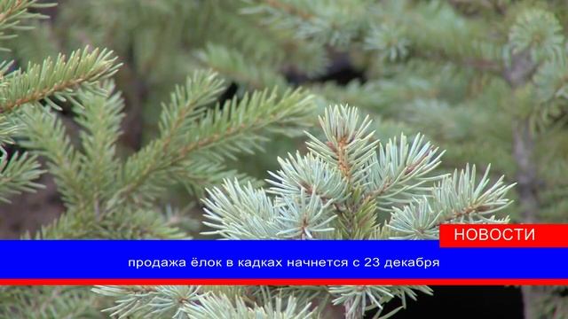 Министерство лесного хозяйства проводит предновогоднюю акцию «Сохрани символ праздника» смотреть онлайн