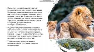 7 класс. Размножение и развитие млекопитающих