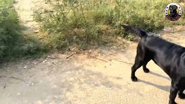 Misti नें cat पर attack kar diya ?ll Dog v/s Cat #dog #vlog #cat #dogvideo смотреть онлайн