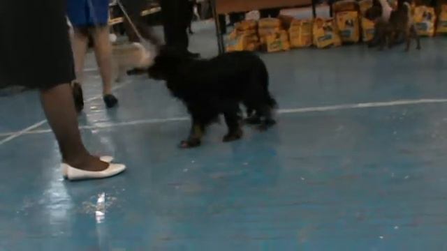 САС кавалеры