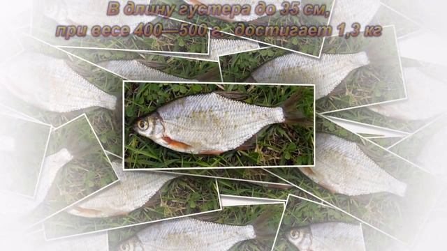 Густера описание, образ жизни смотреть онлайн