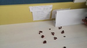 Гадание на бобах от Натальи