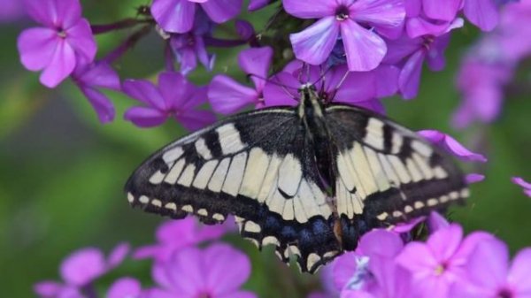 Махаон. Бабочки. AllVideo.