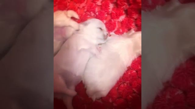 Белоснежные щенки мальтезе.