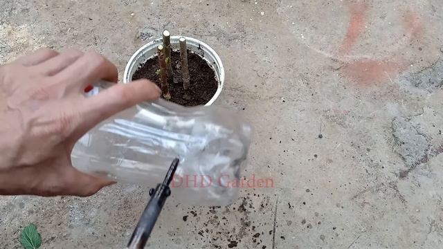 How to grow mulberry tree from cutting смотреть онлайн