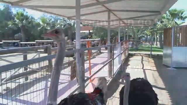 Camel Park Mazotos Cyprus - Zypern Urlaub / Cyprus Holidays смотреть онлайн