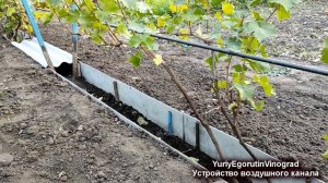 ? Лучшее укрытие винограда для зимы и весны. Как построить подземный воздушный канал своими руками.