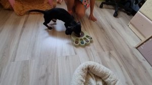 Щенок таксы - маленькое торнадо!