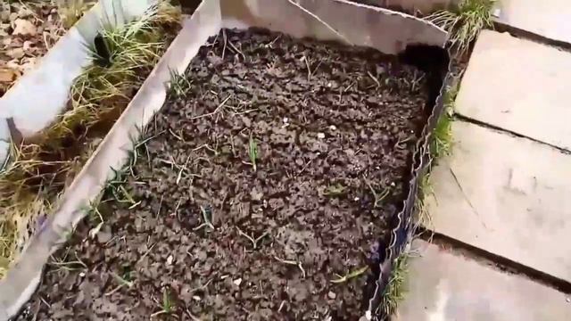 Брудер для уток. Содержание утят Мулардов. Кормление утят. смотреть онлайн