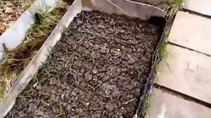 Брудер для уток. Содержание утят Мулардов. Кормление утят.