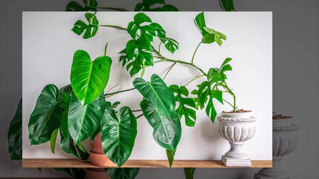 32 Types of Philodendron Plants - The Planet of Greens смотреть онлайн