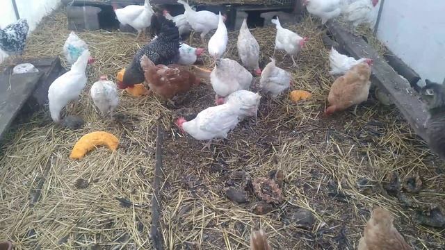 Отвечаю на комментарии, по содержанию кур.Часть 2. смотреть онлайн
