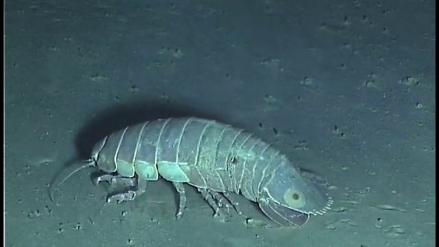 Deep Sea Isopods смотреть онлайн