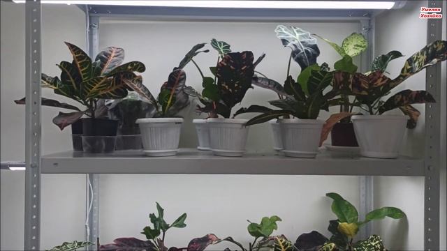 СТЕЛЛАЖИ для ? ЦВЕТОВ ? с подсветкой ✅ НА ЛЮБОЙ КОШЕЛЕК смотреть онлайн