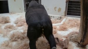 Зоопарк (Германия, Нюрнберг), Гориллы. Какает Цепочка моргинштэрна