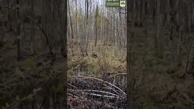 Дрессировка щенков дратхаара смотреть онлайн