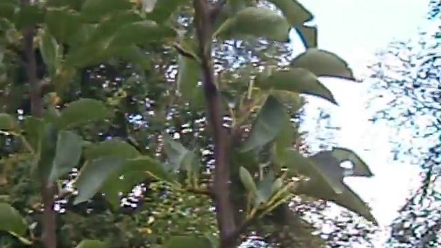 Желтая крупная груша " Вильям Крист" смотреть онлайн