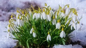 Футаж. Цветы на снегу 30  Footage. Flowers in the snow 30