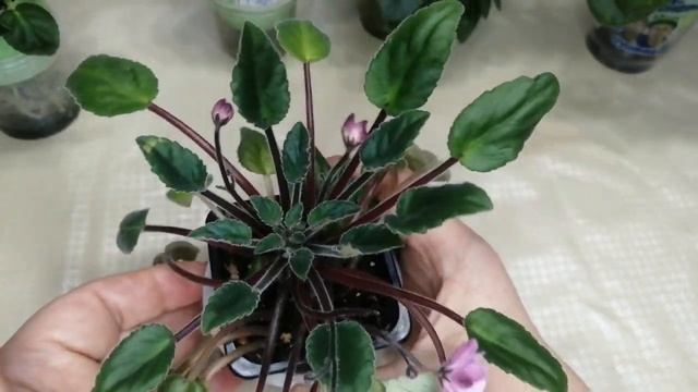 Мини фиалки, обзор. смотреть онлайн