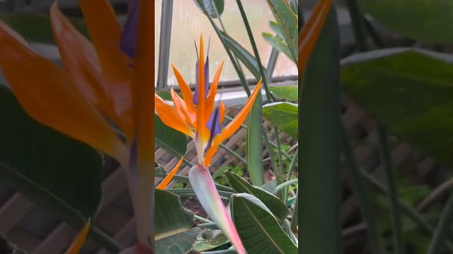 Beautiful Bird Of Paradise Flower / Flor Ave Del Paraiso