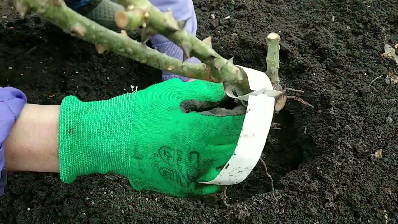 Розы. Посадка слабых саженцев роз ранней весной. Важные нюансы. смотреть онлайн