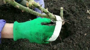 Розы. Посадка слабых  саженцев роз ранней весной. Важные нюансы.