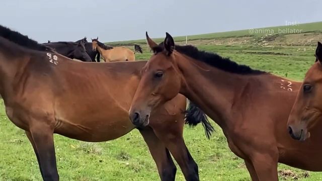 Жеребята из табуна кабардинских лошадей Мусы Шогенова смотреть онлайн