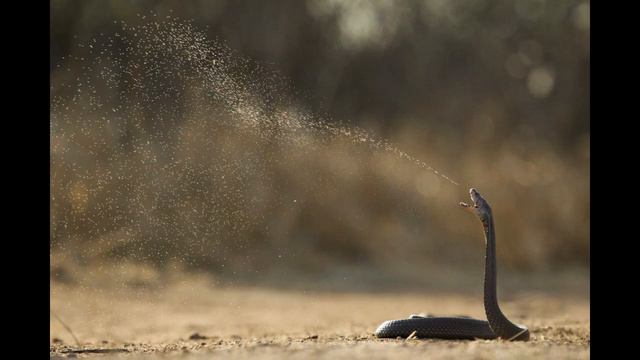 Плюющая индийская змея смотреть онлайн