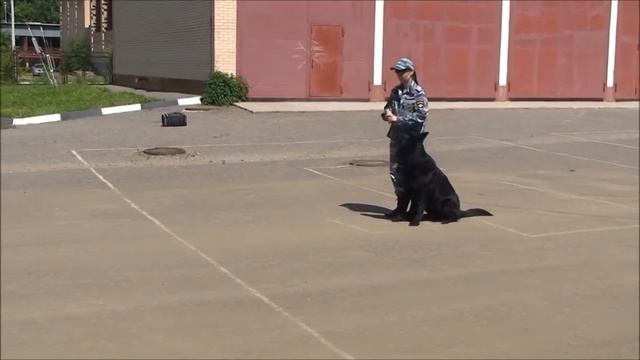 ЗЦКС служебно-розыскные собаки соревнования июль 2015 смотреть онлайн