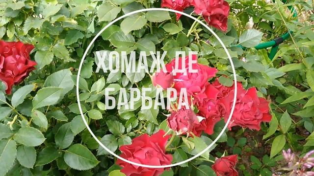 Укрытие роз смотреть онлайн