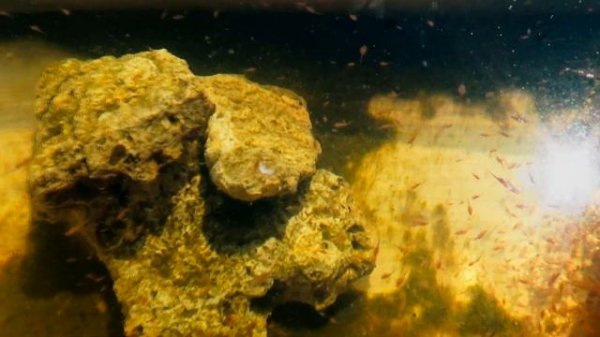 Артемия подготовка к родам!И зачем камни?artemia