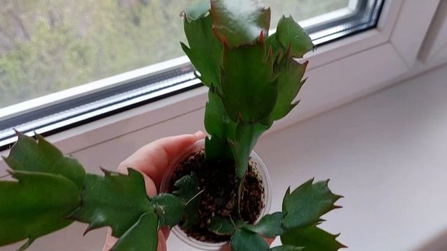 Oбзор коллекции: монстеры, филодендроны, сингониумы, хойи и другие комнатные цветы и растения смотреть онлайн