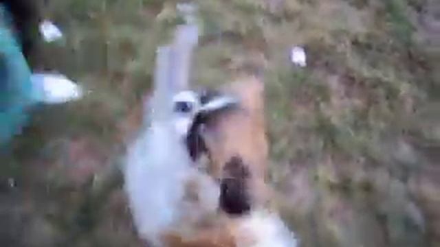 собака украла ремни-лямку смотреть онлайн