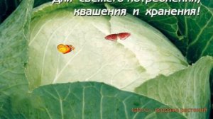 Капуста белокочанная Подарок (podarok podarok) ? Подарок обзор: как сажать, семена капусты Подарок