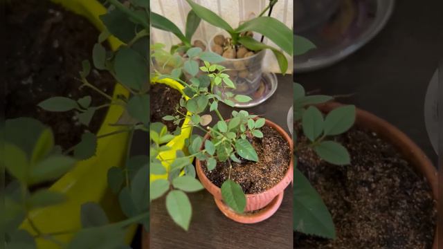 Роза из пятерочки. Часть 2 смотреть онлайн