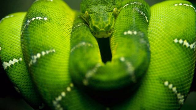 Tom Fontaine - Born To Win (Willy William Club Mix) смотреть онлайн