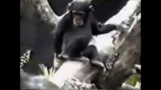 обезьяна нюхает свой палец смотреть онлайн