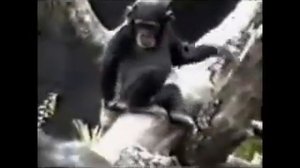 обезьяна нюхает свой палец