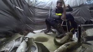 Ловля огромных налимов | Зимняя рыбалка 2022