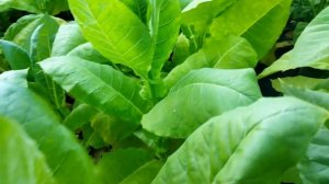 Берли Бадишер (Burley Badisher).