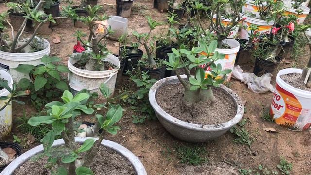 Como identificar uma Adenium Arabicum смотреть онлайн