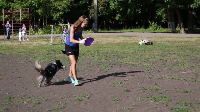 Обучение собаки ловить диск в воздухе смотреть онлайн