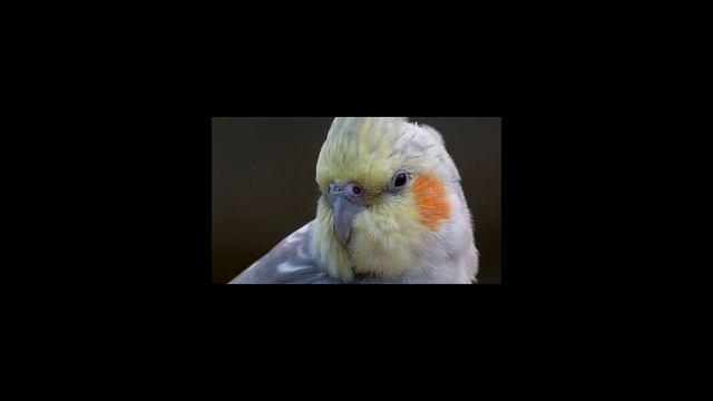 Как научить говорить кореллу? смотреть онлайн