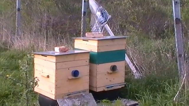 бакфаст vs среднерусской пчелы; дадановская рамка vs украинской 2 смотреть онлайн