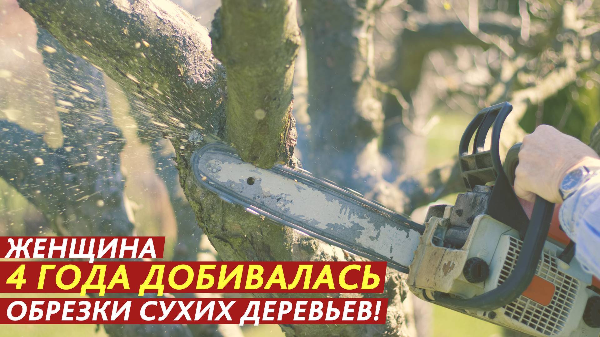 4 года добивалась обрезки сухих деревьев! смотреть онлайн