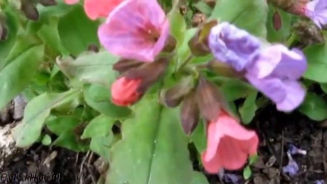 Лесные цветы в саду смотреть онлайн