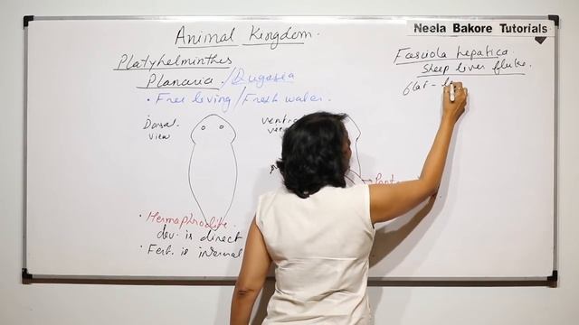 Animal Kingdom - Platyhelminthes - Planarian, Fasciola