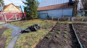 Клубника весной. Убрала черный спанбонд на клубничной грядке